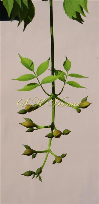  Inflorescence
